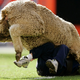 Image for article titled City Of New York Cancels Mutton-Bustin', Rodeo's Greatest Event